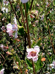 Anisodontea scabrosa