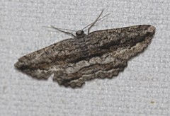 Scioglyptis canescaria