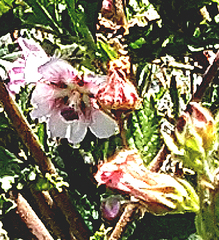 Anisodontea scabrosa