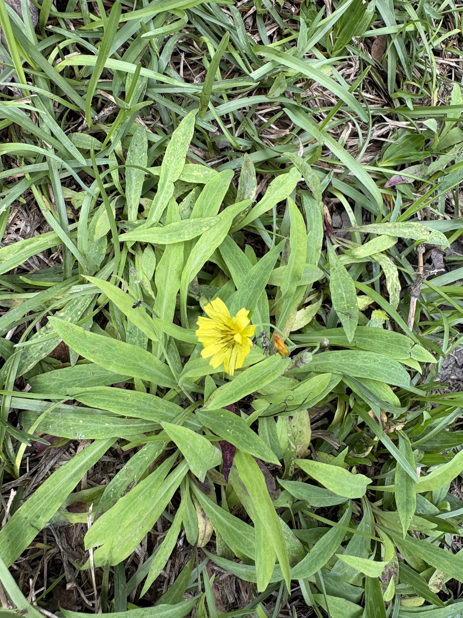 Yellow Bristle-Hair Ixeris (Ixeris chinensis)