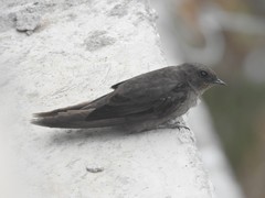 Ptyonoprogne concolor