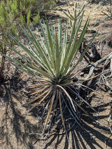 Mojave Yucca (Yucca schidigera)