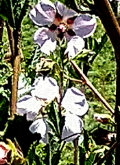 Anisodontea scabrosa