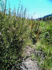 Anisodontea scabrosa