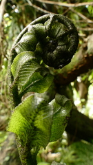 Asplenium lepidotum