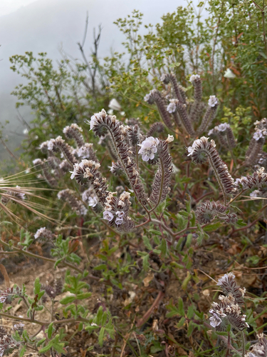 Caterpillar Phacelia (Phacelia cicutaria)