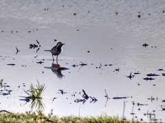 Motacilla alba