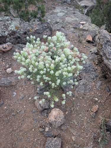 Mountain Pepperweed (Lepidium montanum)