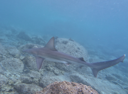 Carcharhinus plumbeus, 2026-02-28
