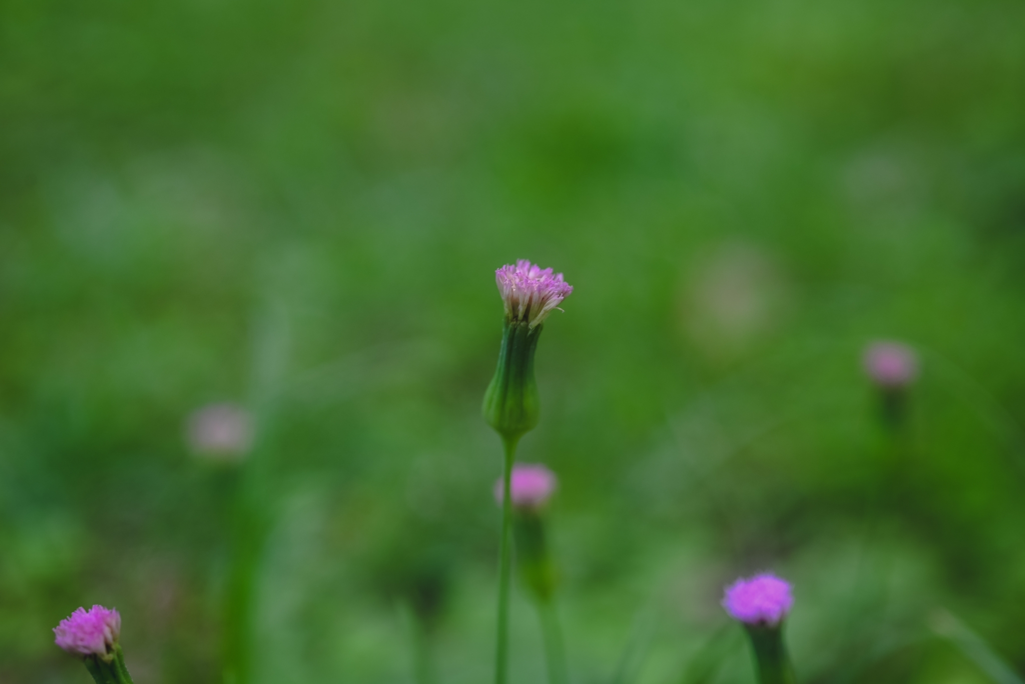 Lilac Tasselflower (Emilia sonchifolia)