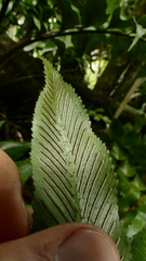 Asplenium lepidotum