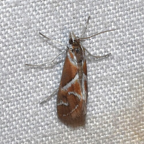 Noctueliopsis virula photo 2