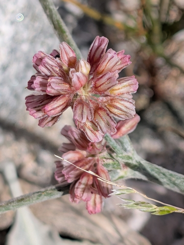 Hoary Wild Buckwheat (Eriogonum saxatile)