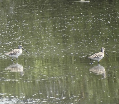 Asian Dowitcher (Limnodromus semipalmatus), photo 7