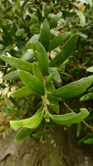 Melicytus