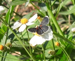 Melanis acroleuca acroleuca