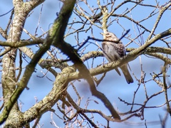 Turdus pilaris