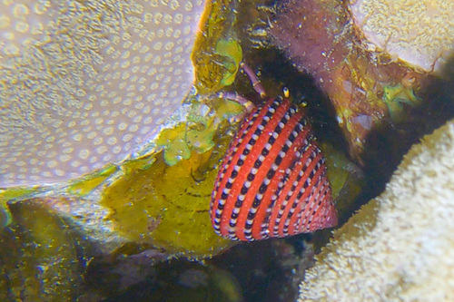 Clanculus pharaonius observed 2026-03-12