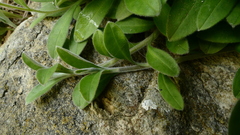 Myosotis brockiei dysis