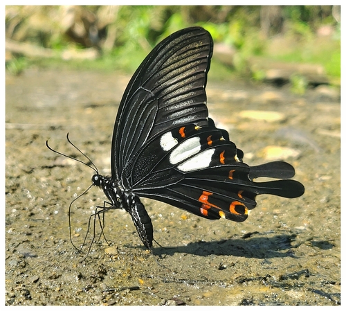 Red Helen Swallowtail