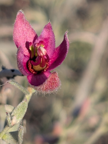White Rhatany (Krameria bicolor)
