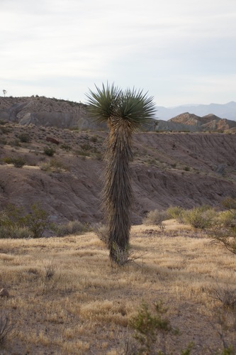 Joshua Tree