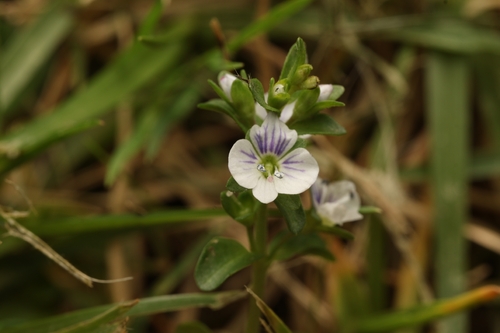 Thymeleaf Speedwell (Veronica serpyllifolia)