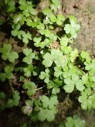 waxweed pennywort (Hydrocotyle heteromeria)
