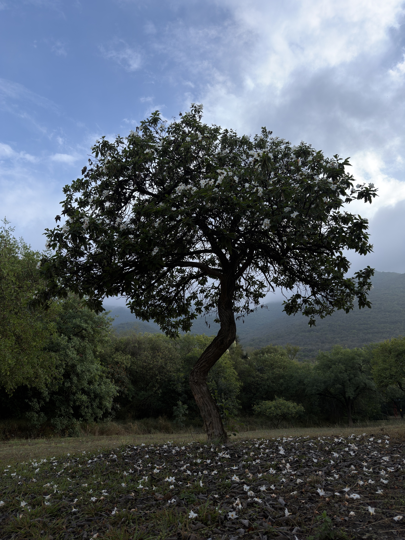 Anacahuita (Cordia boissieri)