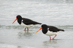 South Island Oystercatcher photo 5
