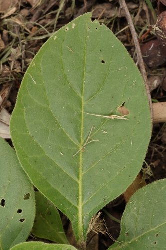 Earleaf Nightshade (Solanum mauritianum)