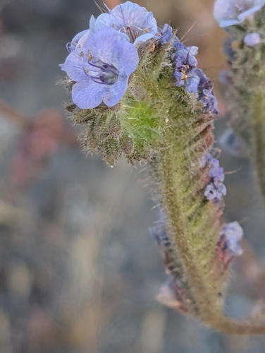 distant phacelia (Phacelia distans)