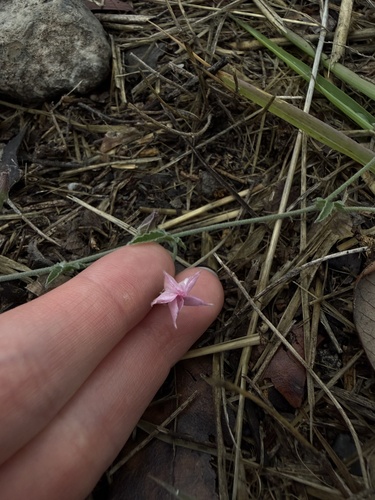 Texas bindweed (Convolvulus equitans)