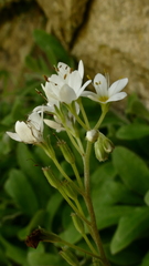 Myosotis brockiei dysis