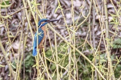 Alcedo atthis