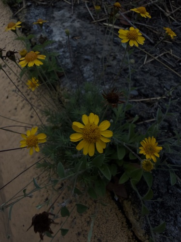 Parralena (Thymophylla pentachaeta)