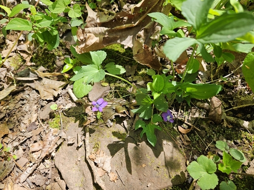 three-lobed violet (Viola palmata)