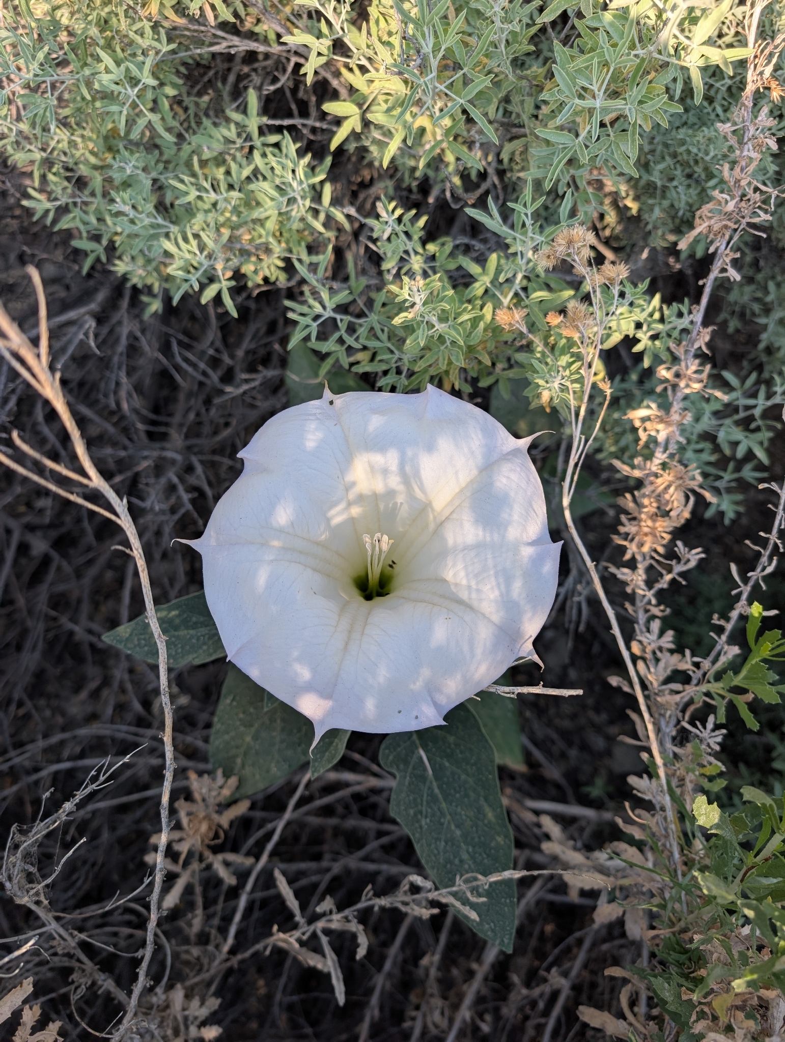 Sacred Datura (Datura wrightii)