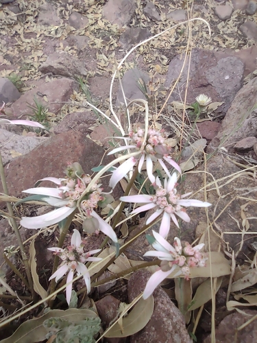 Euphorbia radians, photograph 4