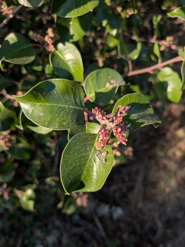 sugar bush (Rhus ovata)