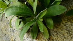 Myosotis brockiei dysis