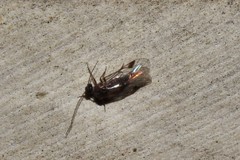Elipsocus pumilis