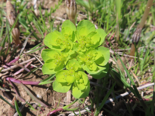Madwoman's Milk (Euphorbia helioscopia)