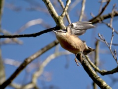 Sitta europaea