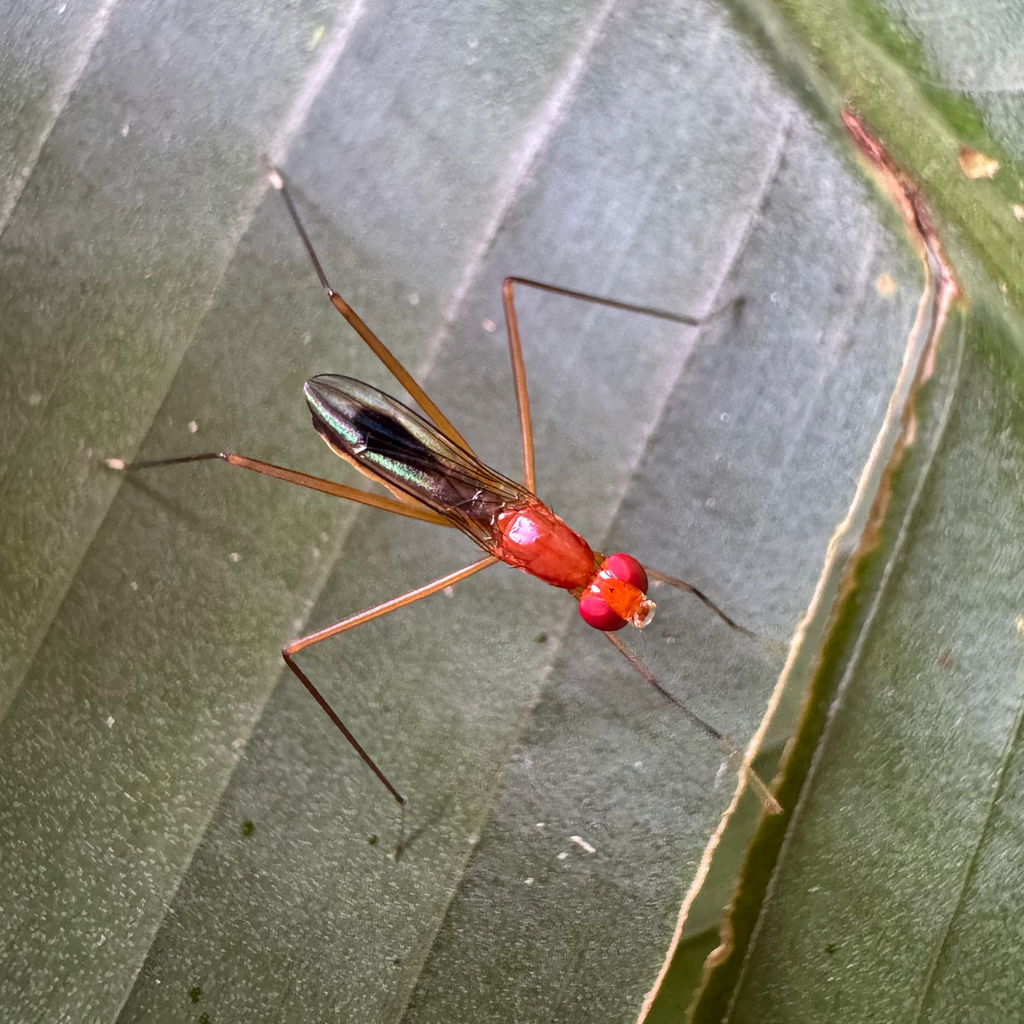 Grallipeza placidoides