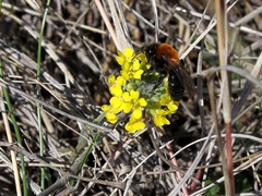 Andrena limata