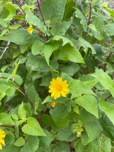 canyon sunflower (Venegasia carpesioides)