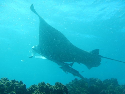 Mobula alfredi