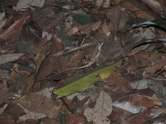 Anolis chrysolepis