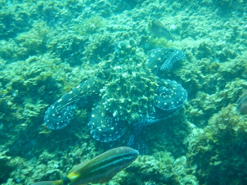 Octopus cyanea